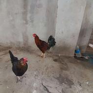 خروس لاری دورگ