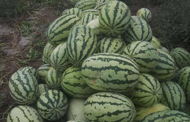 زمین اجاره یا دهقانی