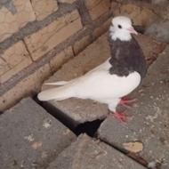 کفتر طوقی تمیز