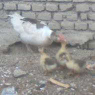 غاز بالغ با سه تا جوغاز