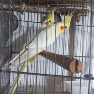 عروس هلندی جفت نره ماده
