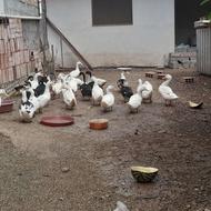 اردک محلی دورگه ورامینی