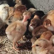 جوجه دورگ