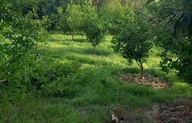 فروش 400 متر باغ با کاربری مسکونی