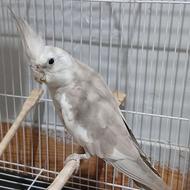 عروس هلندی نر وایت فیس