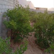 باغ اناری بادیوار بلوکی