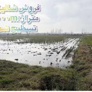 4000 متر شالیزار مکانیزه