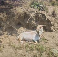 دوعدد بز ماده پاکستانی