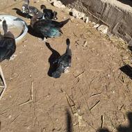 فروش مرغ خروس نیمچه گلین و اردک اسرائیلی