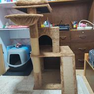 درخت گربه (اسکرچر گربه )