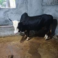 فروش ورزا کوله