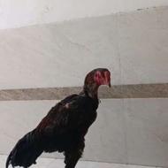 خروس لاری اصیل