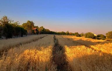 زمین کشاورزی گندم
