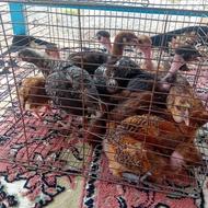 جوجه محلی اصل کرچ شو