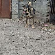 سگ پژدر نر سرو کله دار