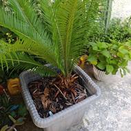 سیکاس بزرگ 8,ساله