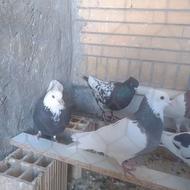 کفتر نر ماده قاطی