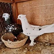 چند جفت کبوتر عالی