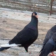 کبوتر قره سوری اصل نوک عقابی