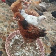 تعدادی جوجه محلی مرغو خروس
