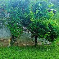 ویلا اجاره ای