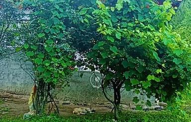 ویلا اجاره ای