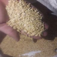 گندمبوجاری شده