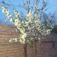 خانه اجاره ای روستای اسلام اباد کرد