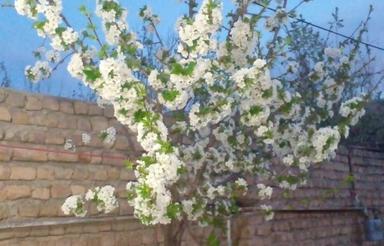 خانه اجاره ای روستای اسلام اباد کرد