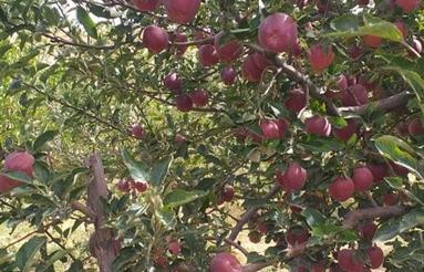 باغ سیب جوان وبارده