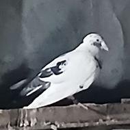 فروش یک عدد بغدادی نر
