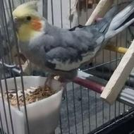 عروس هلندی نر