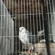 کبوترپرشی باجوجه چشم دورنگ سالم