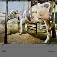 فروش یک راس گاو ماده شیرده