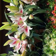 نیروی کار جهت کار در گل فروشی