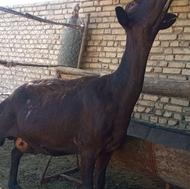 میش غزل فوری زیر قیمت
