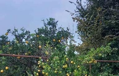 فروش زمین مسکونی 143 متر در کوی شفا