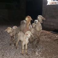 دوعددگوسفند بره‌با‌مادر