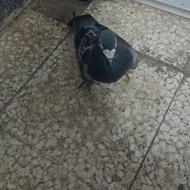 سلام پلکی فروشی