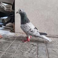 تعدادی کفتر به دلیل کمبود جا فروخته میشود