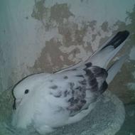 کبوتر پرشی 1 جفت