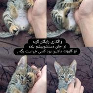 واگذاری گربه اهدایی رایگان