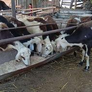 گوسفند، بروجردی،جوان