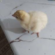 جوجه بوقلمون بیوتی