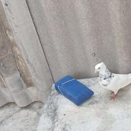 کبوتر یا کفتر طوقی نر