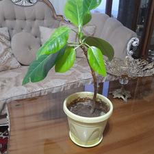 گل جنگلی فیکوس