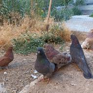 کبوتر. سرور