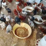جوجه محلی عالی