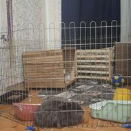خرگوش مینی لوپ خاکستری