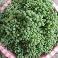 آب غوره طبیعی. بدون نمک..